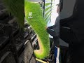 Harvesting hydroponic fodder 🌾🐷          🎥: TikTok / farmboxfoods