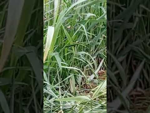 гусята породы большой серый