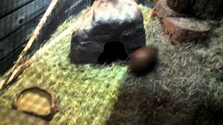 The amazing, cracked out armadillo!