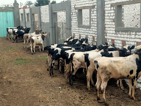 سبب نزول العلف في فضلات العجول تعالوا شوفوا أسبابها وعلاجها والوقاية منها