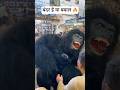 CRAZY GORILLA DANCE 🔥 #shorts #youtubeshorts #gorilla #dance #publicreaction