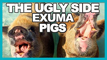 How much does it cost to see the pigs in the Bahamas?