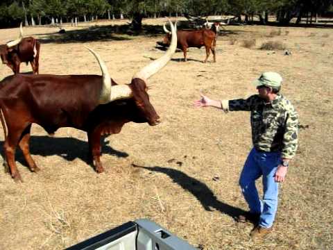 Thumbnail for If you mess with the Bull...2
