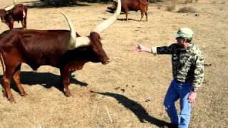 If you mess with the Bull...2
