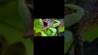 #insects #edit #funk #mantis #centipedes #cute #cuteanimal