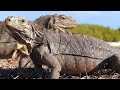 Cuban Iguanas and Their Environment