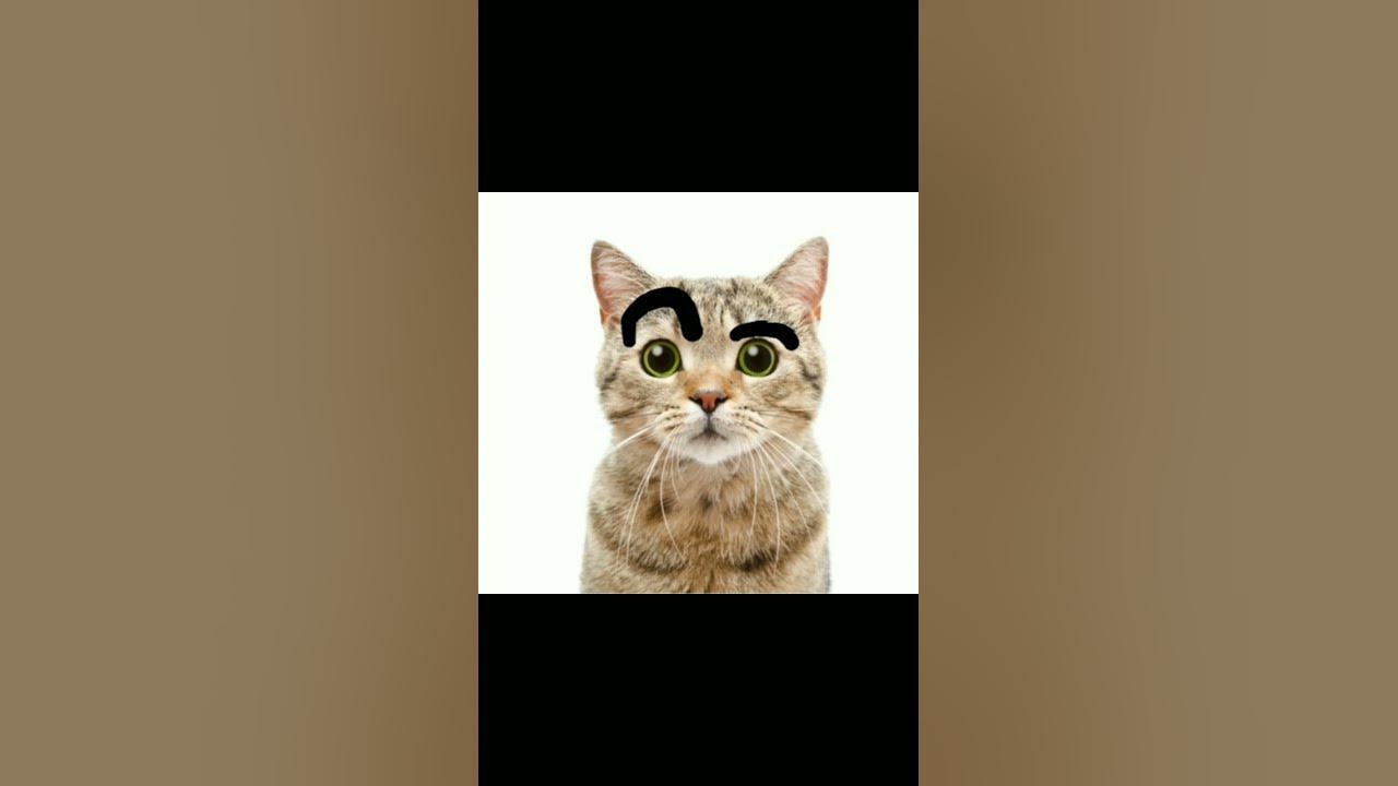 My cat looking at me weird youtube