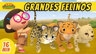 Grandes Felinos Episodio Compilación (Español)  Leo, El Explorador | Animación  Familia  Niños