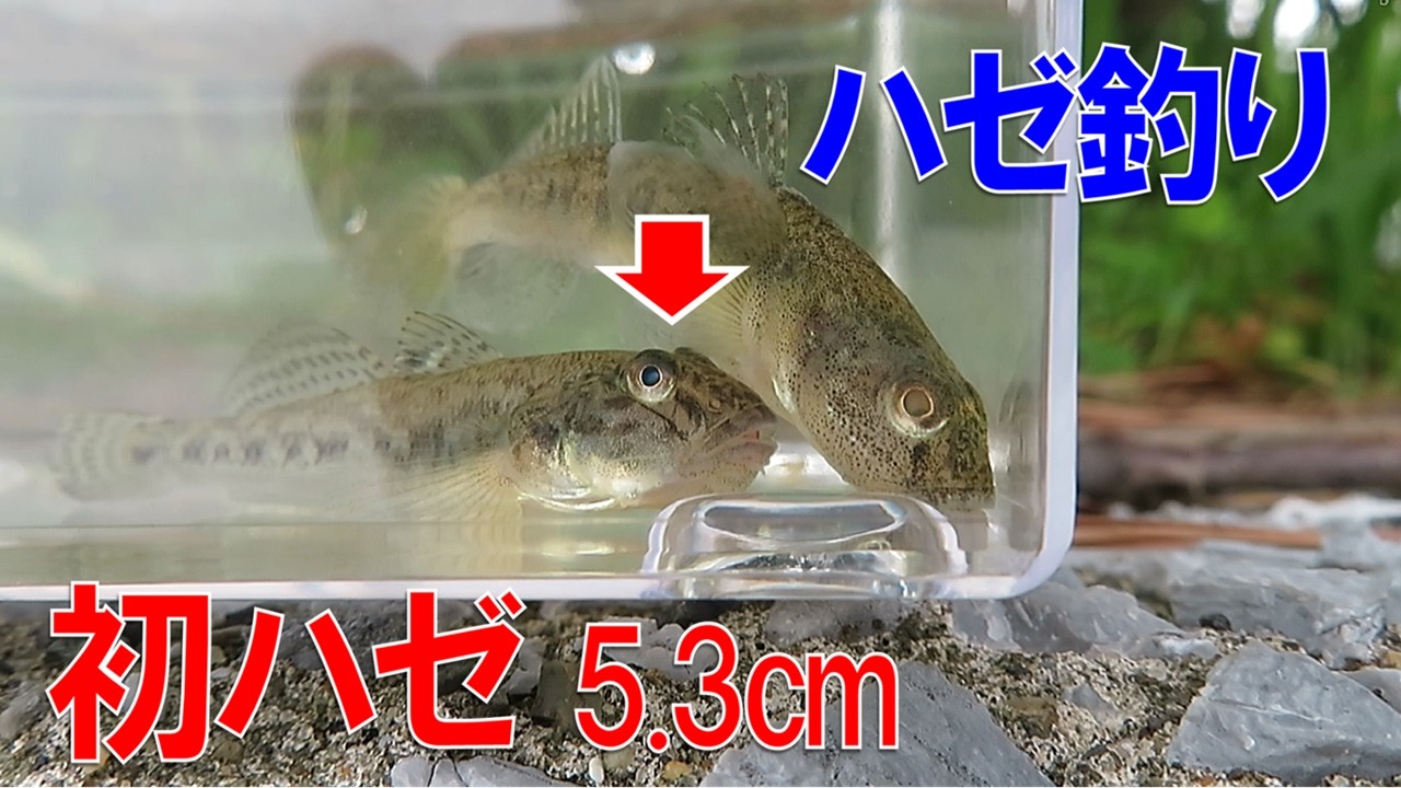 今季初ハゼ。5月初旬に釣れるのは5.3cm - YouTube