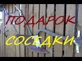 Подарок соседки/Как там кролики?Жить в деревне