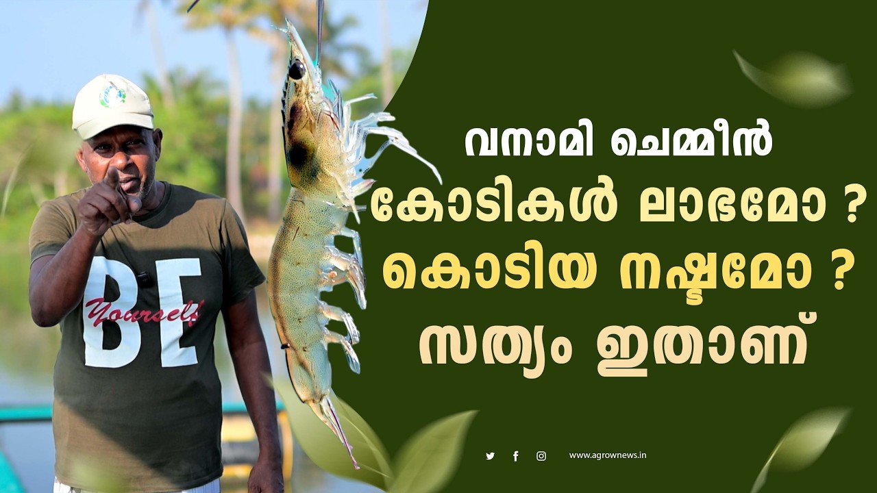 വനാമി ചെമ്മീൻ കോടികൾ ലാഭമോ? കൊടിയ നഷ്ടമോ? സത്യം ഇതാണ്..#agrownews