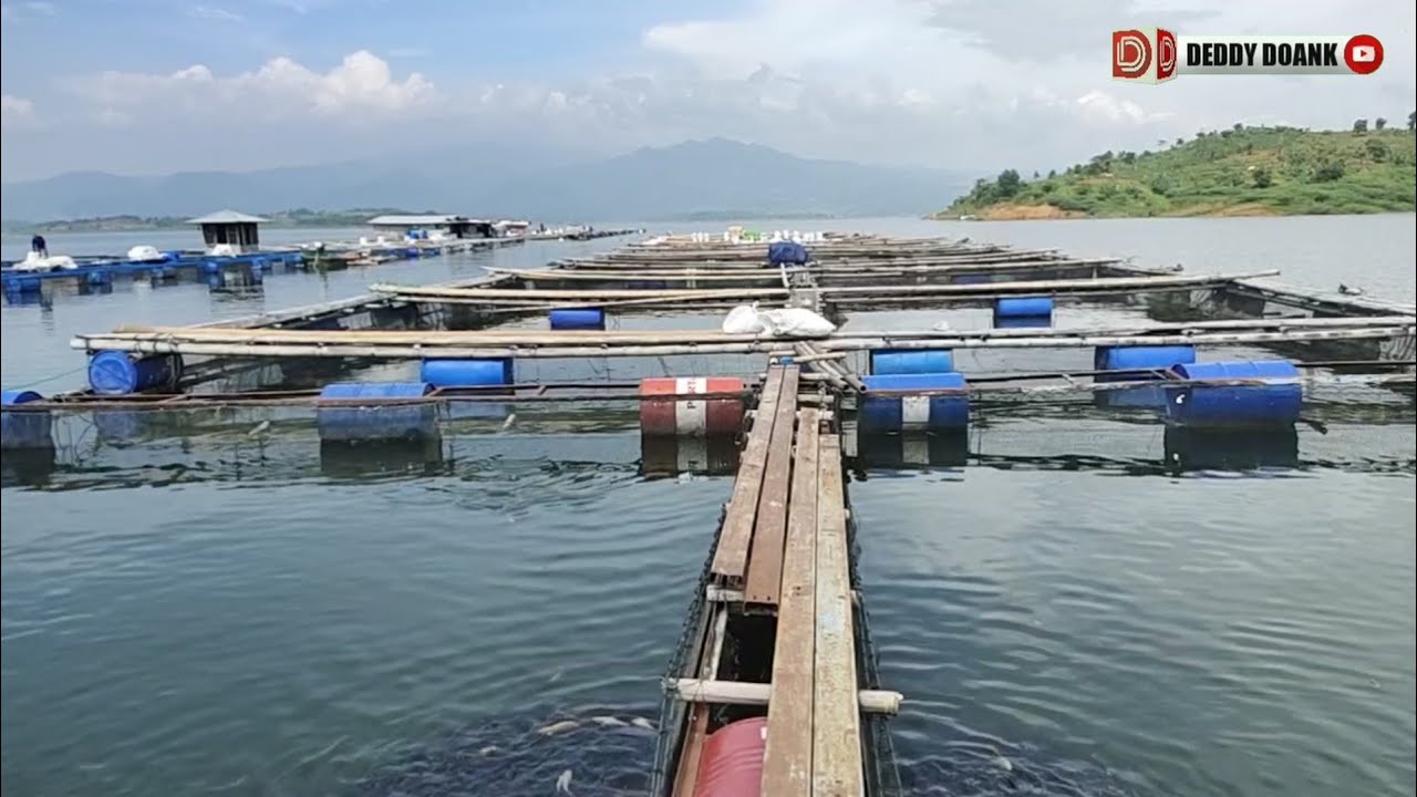 Mengintip Budidaya Ikan Di Waduk Jatigede Sumedang