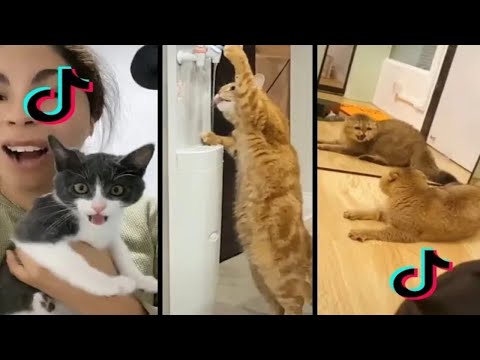 En Komik ve En Tatlı Tiktok Kedileri #1