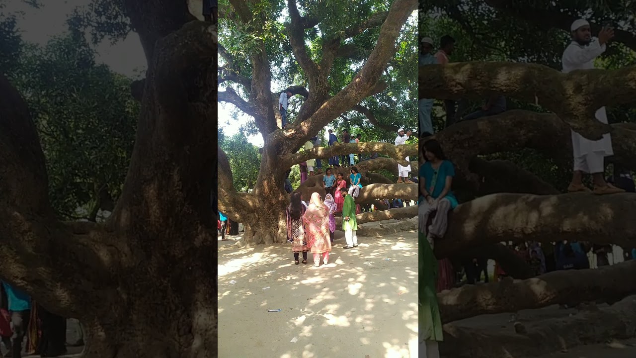 এশিয়ার সরববৃহৎ আম গাছ, বালিয়াডাঙ্গী , ঠাকুরগাঁও #shorts