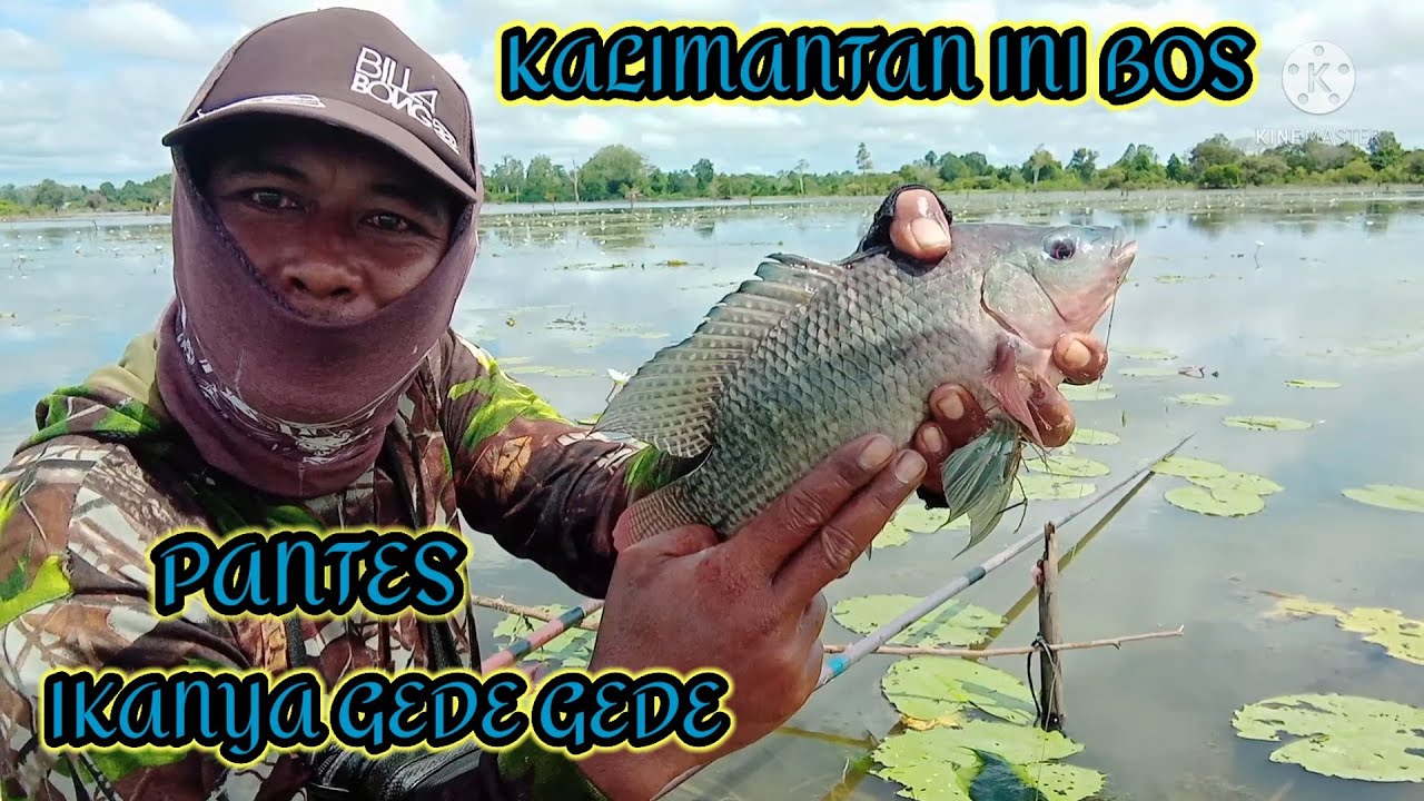 PANTES TERKENAL KOTA 1000 SUNGAI || IKANYA BESAR BESAR