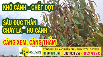 KỸ THUẬT CHĂM SÓC SẦU RIÊNG | SÂU ĐỤC THÂN, CHÁY LÁ, THÁN THƯ.KHÔ CÀNH. HƯỚNG DẪN CHĂM SÓC SẦU RIÊNG