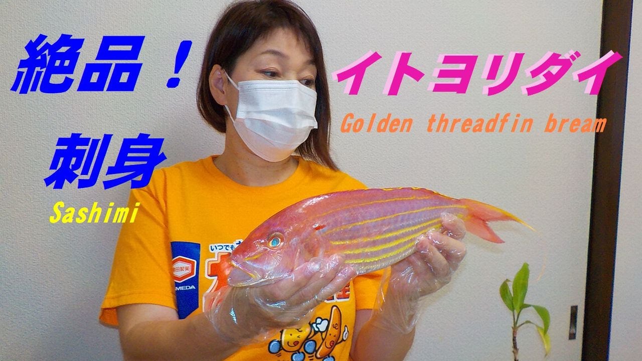 イトヨリダイ Golden Threadfin Bream 絶品 刺身 Youtube