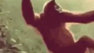 The Chimpanzee Dance