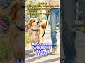 Stop Your Dog Pulling on the Leash (Do This First!) 🐶 @PuppyCareSecrets