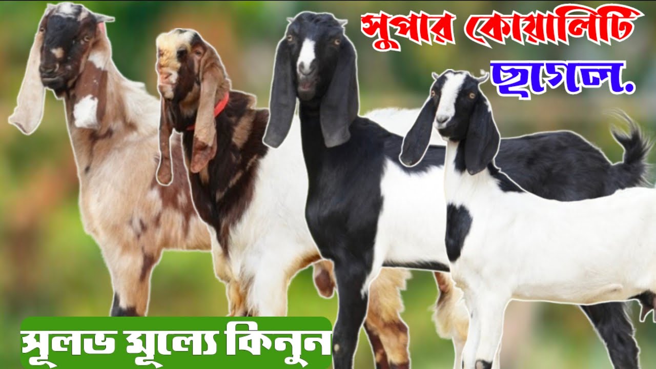 উন্নত জাতের খামার উপযোগী ছাগল সংগ্রহ করুন একদম সূলভ মূল্যে | শাহাদত ভাই এর ছাগলের খামার নাটোর জেলা