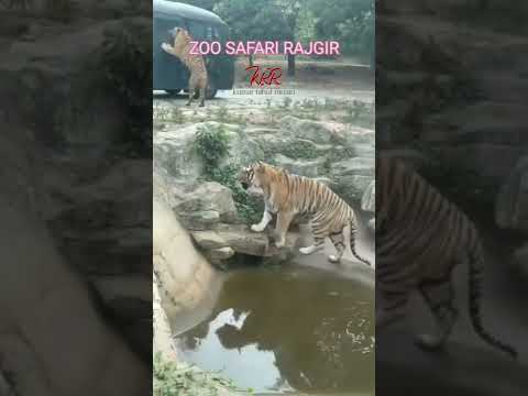 zoo safari #rajgir #nalanda #bihar #shorts