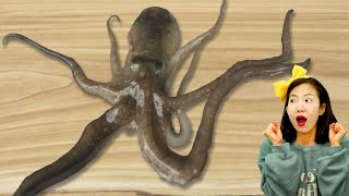 Today, I Drew, Painted, And Glittered Small Octopus Learn ColorsㅣJoy Art Seoeunstory