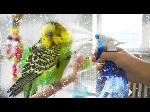 How to Give Your Budgie a Bath | Learn All