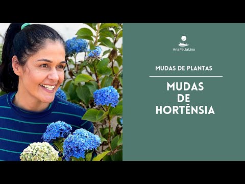 Vídeo: Fazendo as Hortênsias Reflorescentes – As Hortênsias Reflorescem Se Mortas