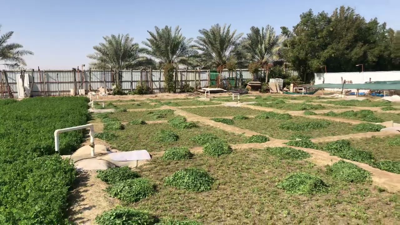 البرسيم القصيمي |البرسيم السعودي في الكويت | افضل انواع البرسيم|إنبات ممتاز سرعة في النمو|عمر طويل