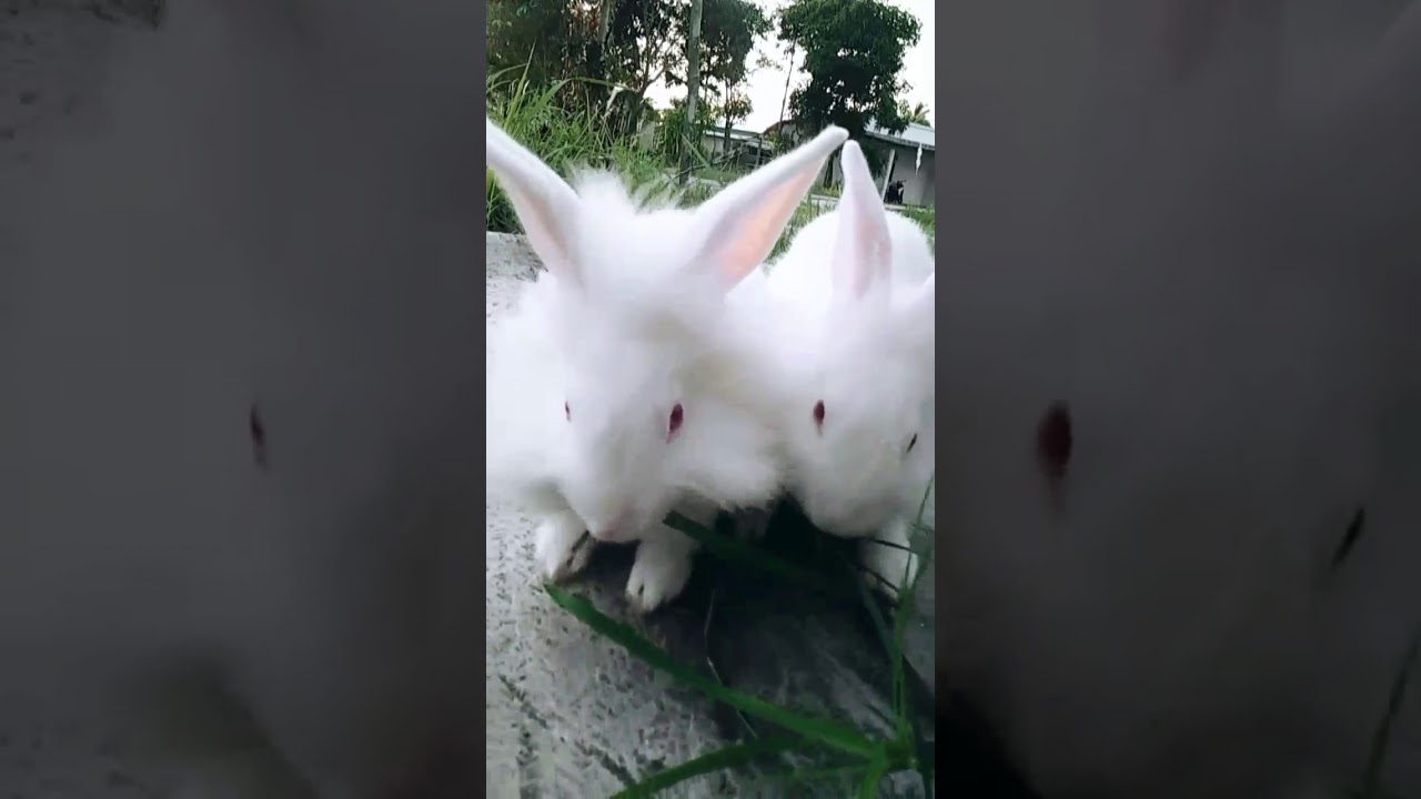 CIRI - CIRI KELINCI ALBINO - YouTube