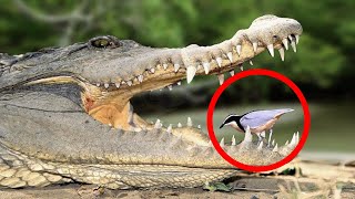 Tiny Bird DARES to Clean Deadly Croc's Teeth?