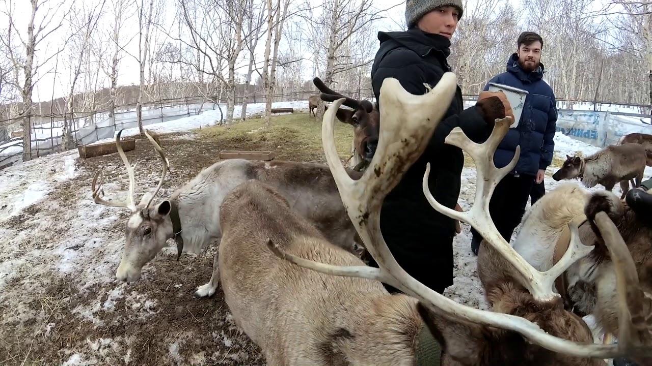 Снежные псы. Камчатка - YouTube