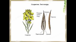 Биология. Раздел Ботаника. Семейство Крестоцветные. Людмила Ивановна. Profi-Teacher.ru