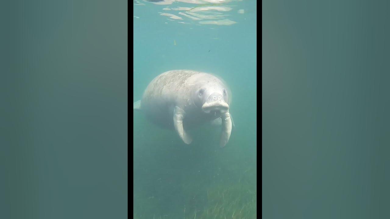 are-manatees-dangerous-to-divers-youtube