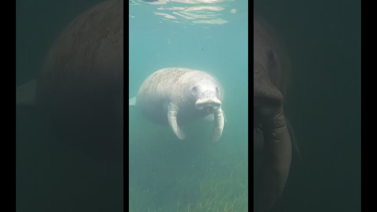 Are Manatees Dangerous To Divers YouTube Are Manatees Dangerous To Divers YouTube