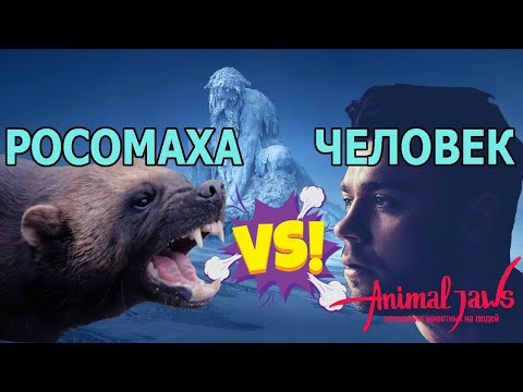 Насколько опасны росомахи (Gulo gulo) и нападают ли на людей