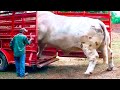 20 biggest bulls in the world