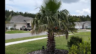 Palm Tree Fertilizer