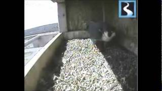 Great River 2nd Egg April 6th 2011
