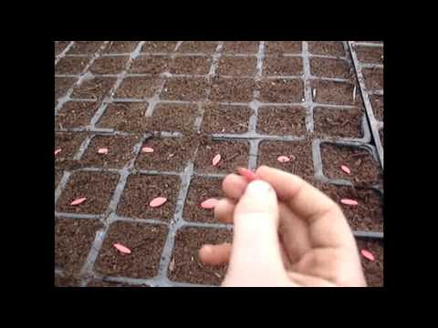 Βίντεο: Βάλσαμο: σπόροι για σπορά