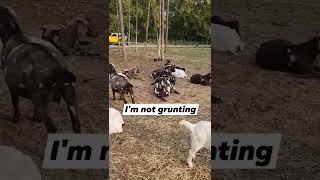 Is My Goat Snoring Or Grunting?