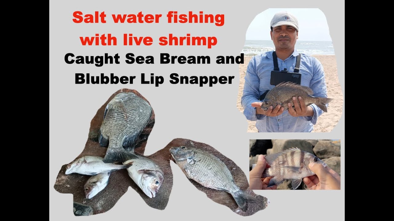 Salt Water Fishing With Live Shrimp Caught Blubber Lip Snapper And salt-water-fishing-with-live-shrimp-caught-blubber-lip-snapper-and