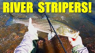 BIG Stripers on the Raritan River