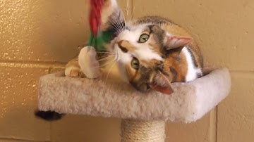 Homemade Cat Toy With Mitchell Crisp