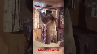 Ayı Yemiş Diyorlar 😂 I Şfetbeniöneçıkar Şfet