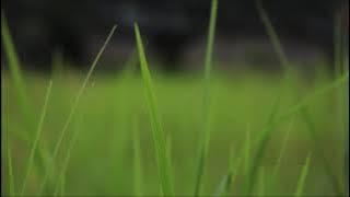 (background video) dedaunan yang tertiup angin..