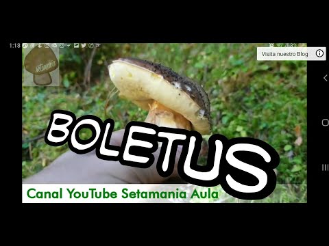 Video: Como Se Ven Los Boletus Boletus