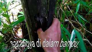 berburu sarang burung cikrak | bonus tawon vespa