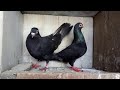 बहुत ही शानदार कबूतर बिक्री के लिए !! pigeons for sale | 9990679367