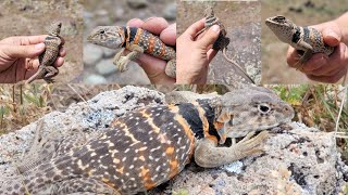 Catching TONS of Collared Lizards
